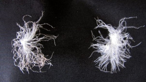 Lông vũ là gì và những điều bạn cần biết - Canifa