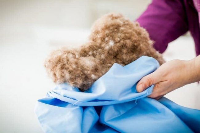 Lông vũ là gì và những điều bạn cần biết - Canifa