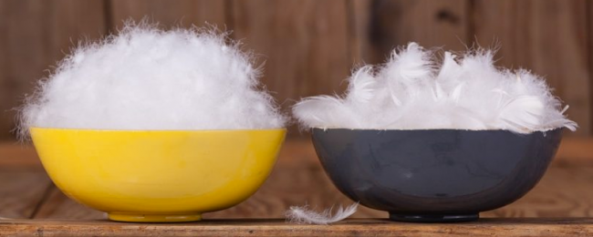 Lông vũ là gì và những điều bạn cần biết - Canifa