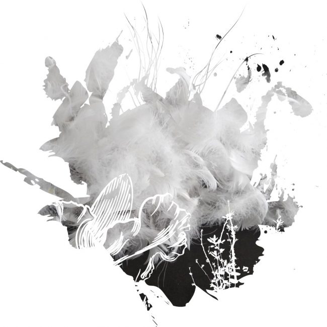 Lông vũ là gì và những điều bạn cần biết - Canifa