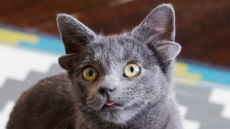 Tuổi Kỷ Mão sinh năm 1999 mệnh gì? Hợp với ai?