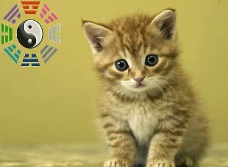 Năm kỷ mão 1999 và những kiến thức phong thủy liên quan