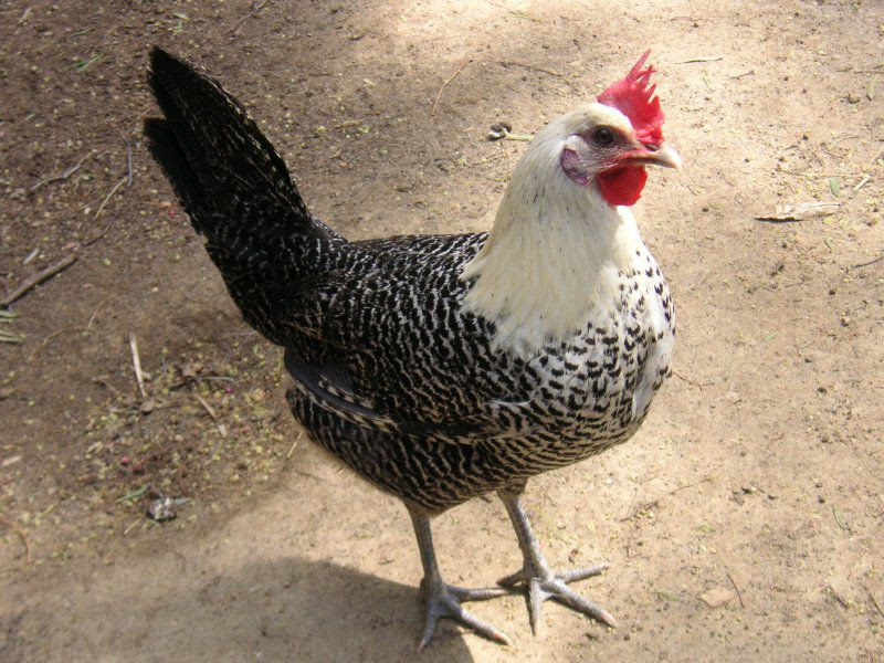 Kỹ thuật chăn nuôi gà Ai Cập - Chăn nuôi Việt Nam