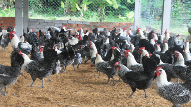 Gà Ai Cập: Khám phá giống gà nổi tiếng này