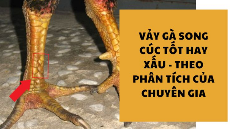 Vảy gà hoa cúc kép có tốt hay xấu? Đánh giá toàn diện