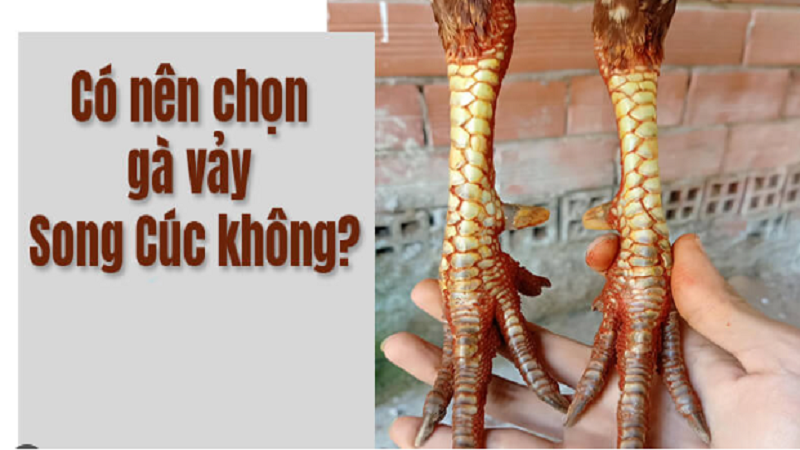 Vảy gà hoa cúc kép có tốt hay xấu? Đánh giá toàn diện
