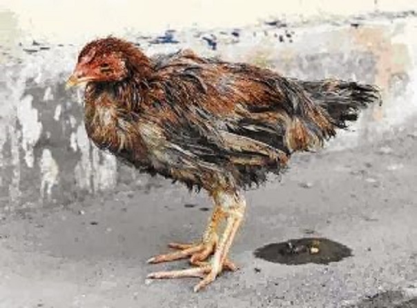 N-Phòng bệnh Niu-cát-xơn trên gà (bệnh gà rù) trong vụ thu đông