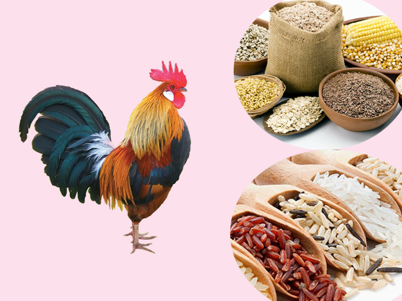 Công thức thức ăn chăn nuôi gà công nghiệp - Kho máy Bình Minh