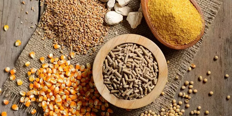 Các loại thức ăn cho gà thả vườn rất hiệu quả