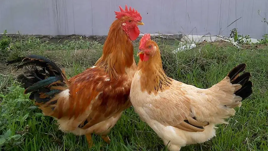 Cách chọn giống gà lai để chăn nuôi thịt đạt hiệu quả kinh tế cao