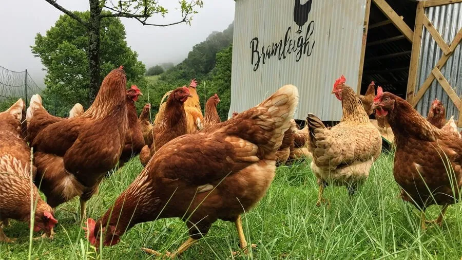 Hướng dẫn cách chọn giống gà lai để chăn nuôi thịt hiệu quả và chất lượng