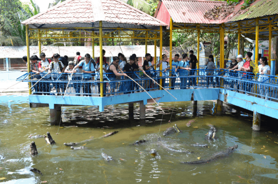 Khu vực câu cá sấu là thử thách cho những người mệt mỏi (ảnh ST) 12 địa điểm du lịch Vĩnh Long hấp dẫn khách du lịch