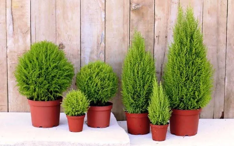 Cây tuyết tùng không được phân loại vì nó là một nhánh nhỏ của cây tuyết tùng.