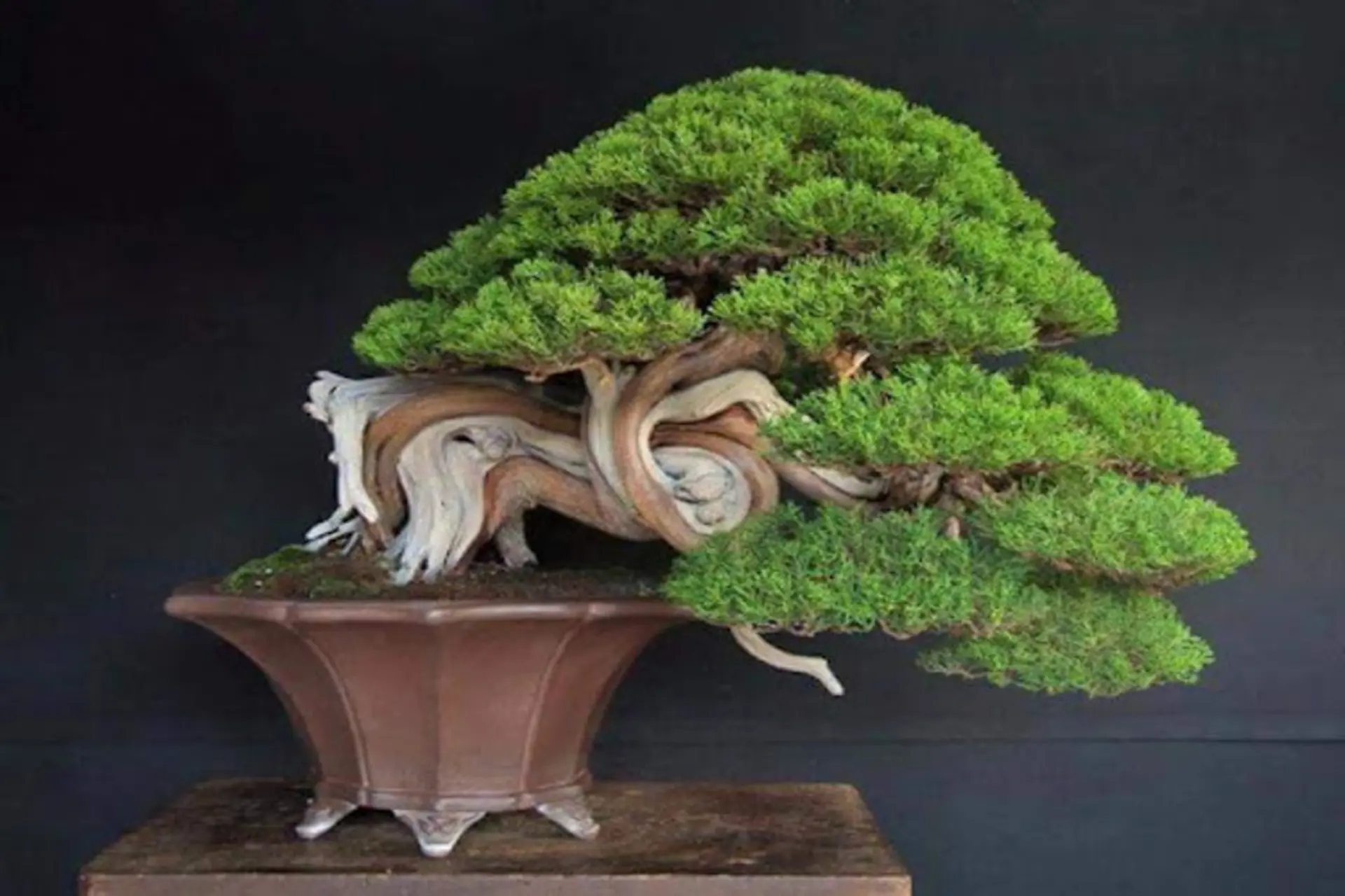 Cây tùng bồng lai - Ý nghĩa, công dụng, phân loại và chăm sóc tại nhà đúng