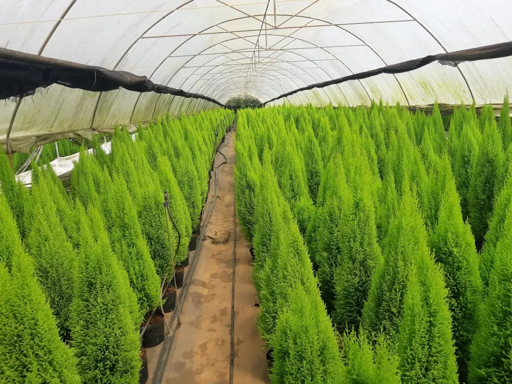 Cây tuyết tùng là gì?