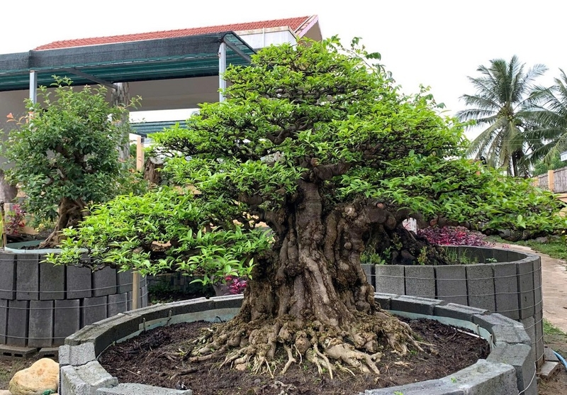 Mai chiếu thủy ảnh 1