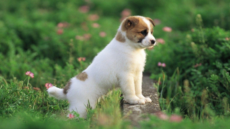 Linh vật phong thủy trang trí nhà ở phù hợp cho người tuổi Tuất