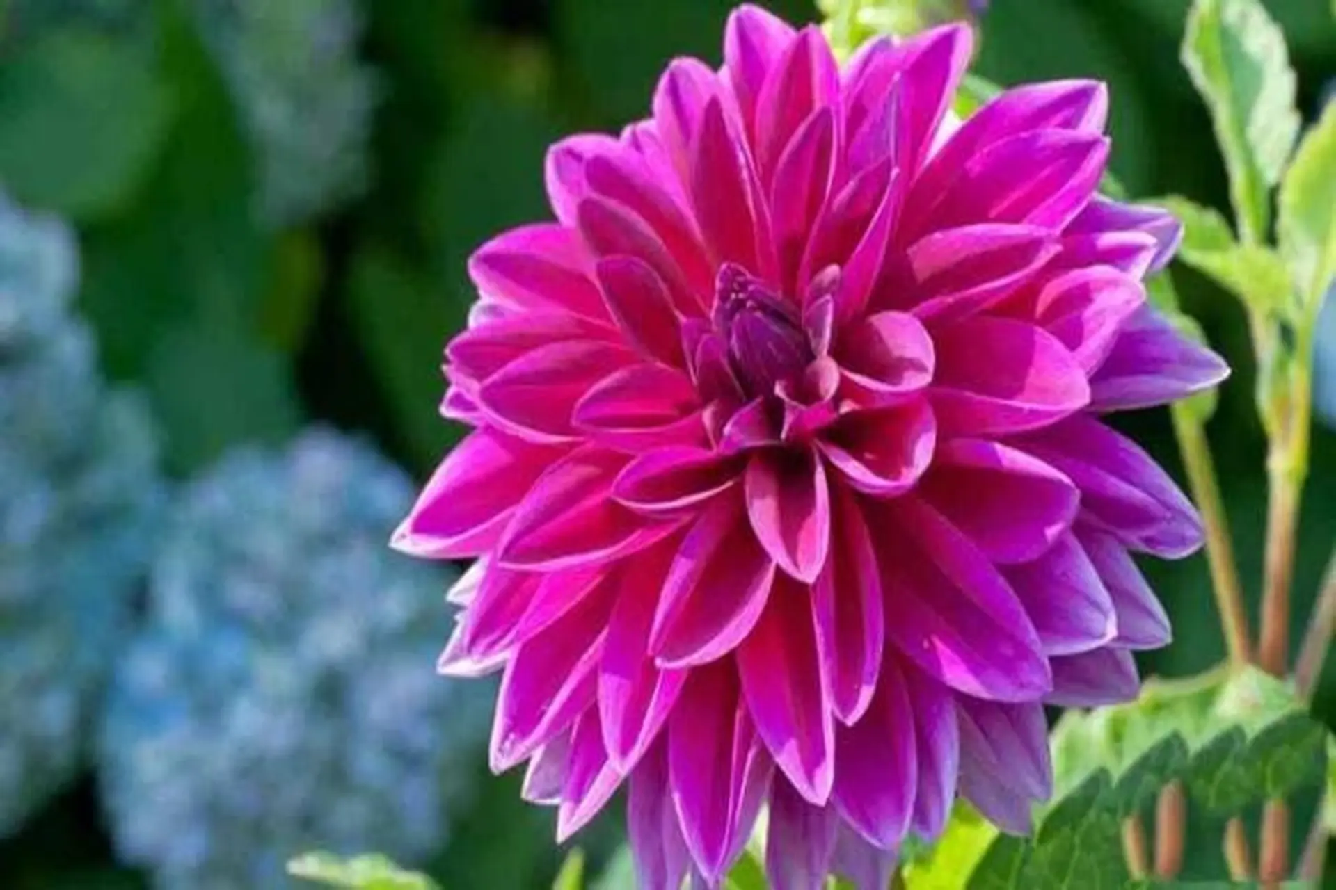 Hoa thược dược - Nguồn gốc, ý nghĩa và cách chăm sóc thược dược tại nhà