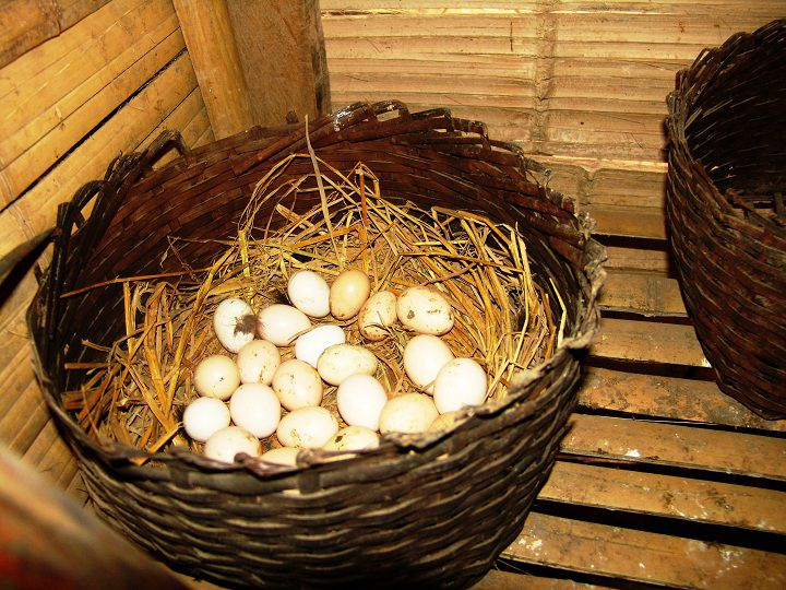 Tìm hiểu quá trình gà mái đẻ trứng như thế nào? - Cẩm nang nuôi trồng sinh vật cảnh