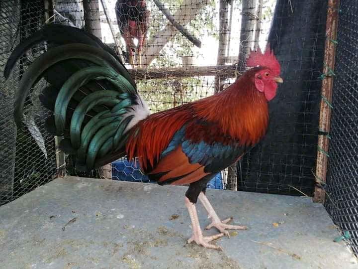 Quy trình đúc gà đá