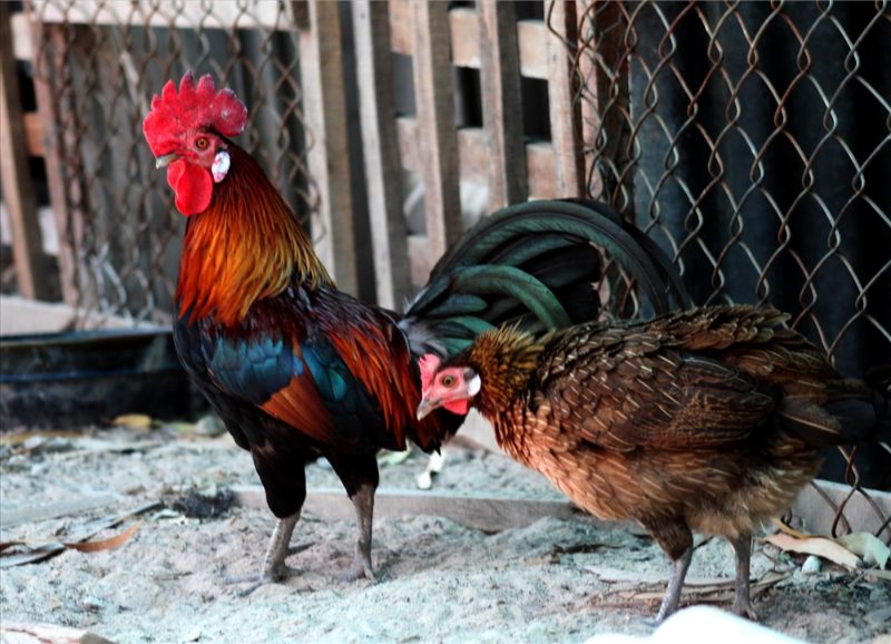 Các phương pháp lai tạo gà đá hiệu quả