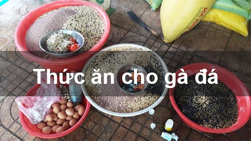 Bật mí kinh nghiệm cách chăm sóc gà chọi cho chủ kê
