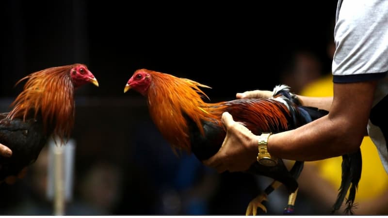 Bật mí kinh nghiệm cách chăm sóc gà chọi cho chủ kê